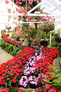 Floral Display Winter Gardens photo