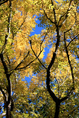 Autumn Colours Cable Car photo