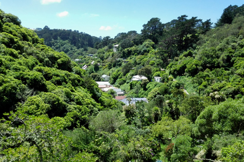 Holloway Road Aro Valley photo