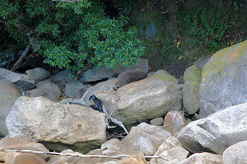 Seals in Abel Tasman photo