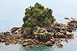 Dolly Varden Abel Tasman National Park photo