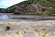 Surfers at Bethells Beach photo