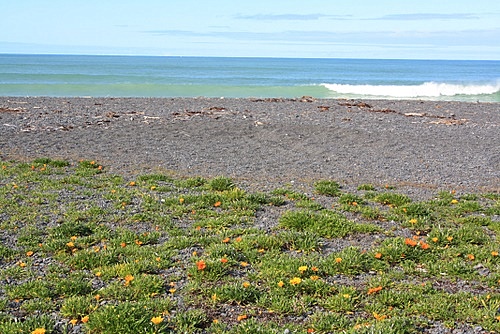 Napier Shoreline photo