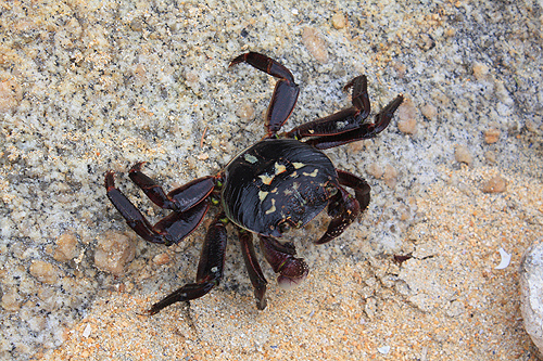 Crab on Little Kaiteriteri Beach photo
