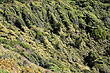 Coastal Vegetation photo