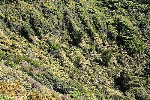 Paekakariki Hill Vegetation photo