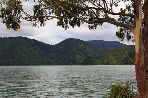 Kenepuru Sound View photo