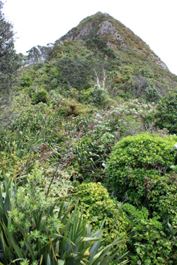 Paritutu Rock in Taranaki photo