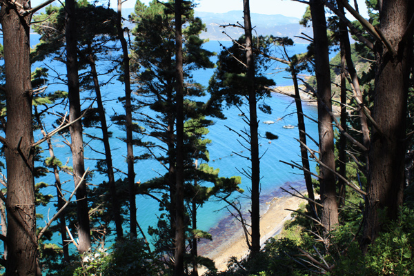 Pinus Radiata at Mahanga Bay photo