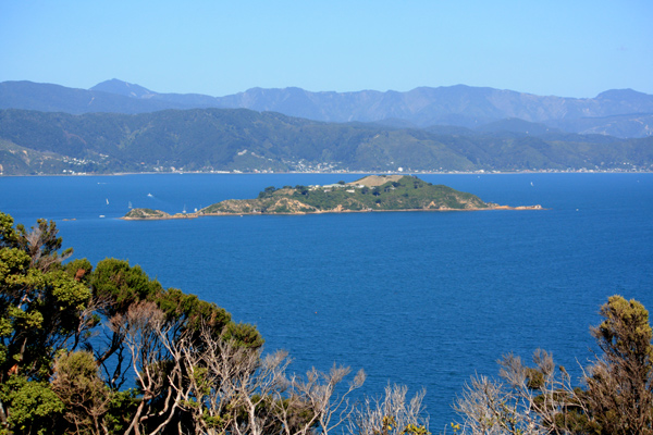 Somes Island View from Newlands photo