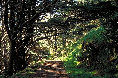 Forest on Mt Victoria photo