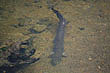 Eel photo