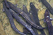 Long-fin Eels photo