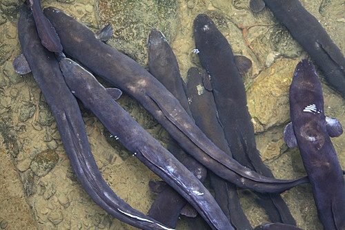 Long-fin Eels photo