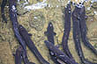 Long-fin Eels photo