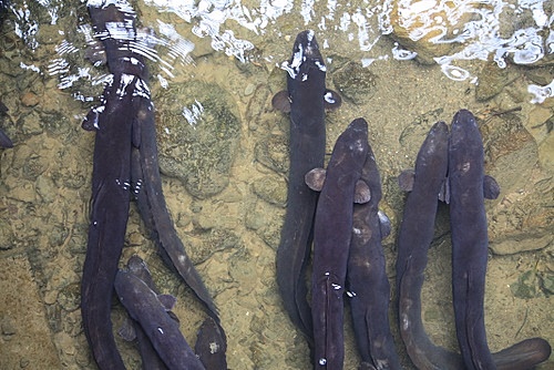 Long-fin Eels photo
