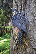 New Zealand Falcon photo