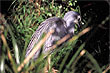 New Zealand Falcon photo