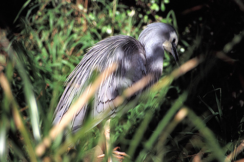 White-faced Heron view photo