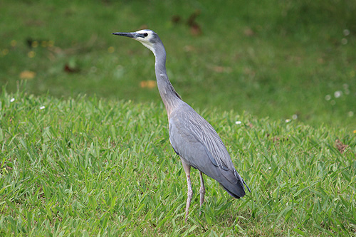 New Zealand Heron photos