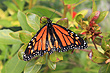 Monarch Butterfly photo