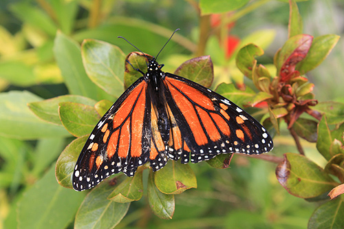 Monarch Butterfly photo