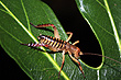 New Zealand Weta photo