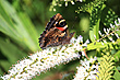 Yellow Admiral photo