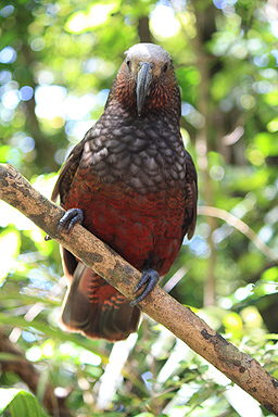 Kaka Plumage photo