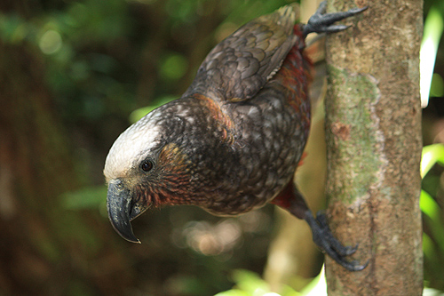 Clinging Kaka photo