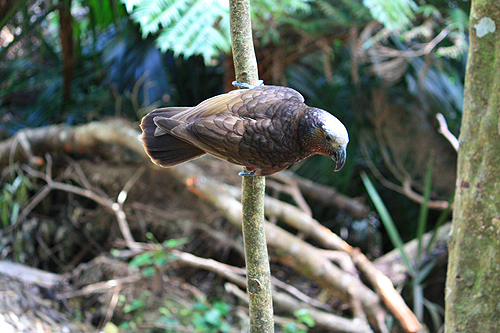 Kapiti Kaka photo