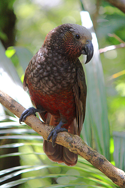 Posing Kaka photo