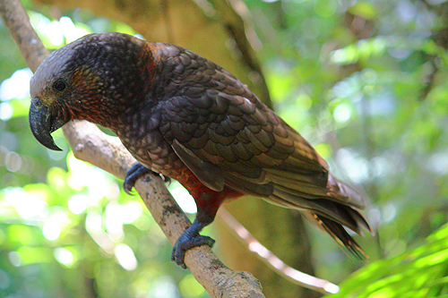 Wild Kaka photo