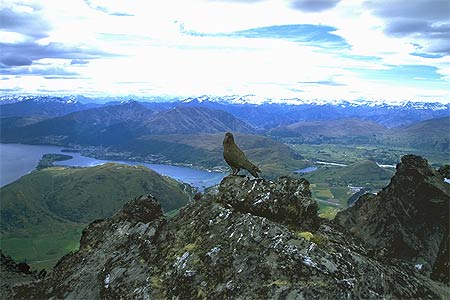 Kea in the Remarkables photo