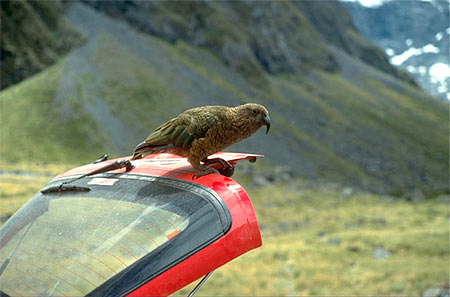 Kea in Fiordland photo