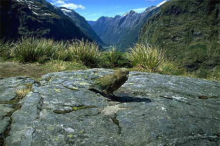 Kea in Fiordland photo