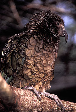 Kea photo