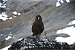 Kea photo