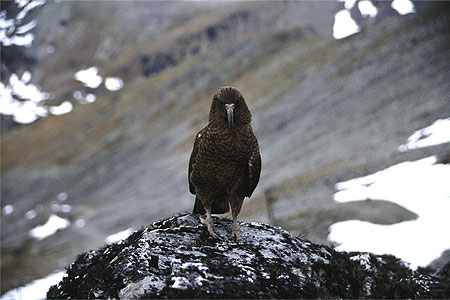 Alpine Kea photo