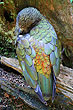 Kea photos