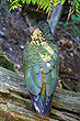 Kea photo