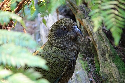 Alpine Kea photo