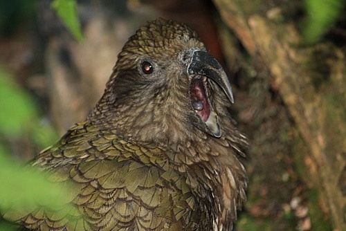 Alpine Kea photo