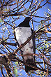 Kereru photo