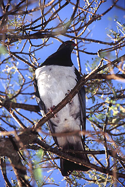 Kereru photo