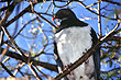 Kereru photo