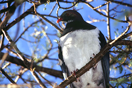 Kereru photo