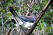 Kereru photo