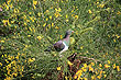 Kereru photo