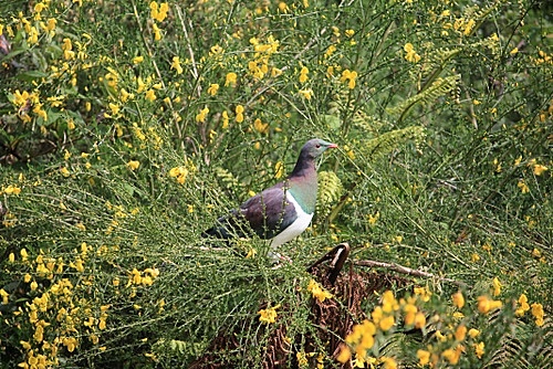 Kereru photo